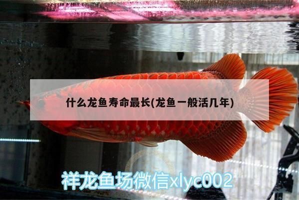 什么龍魚壽命最長：金龍魚是壽命最長的龍魚品種之一