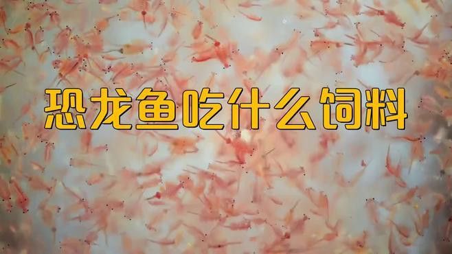 九角恐龍魚吃什么