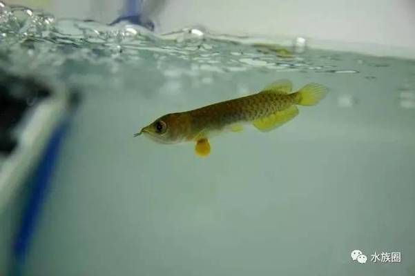 龍魚孵化多久：龍魚孵化時間因種類、水溫、水質等多種因素有所不同