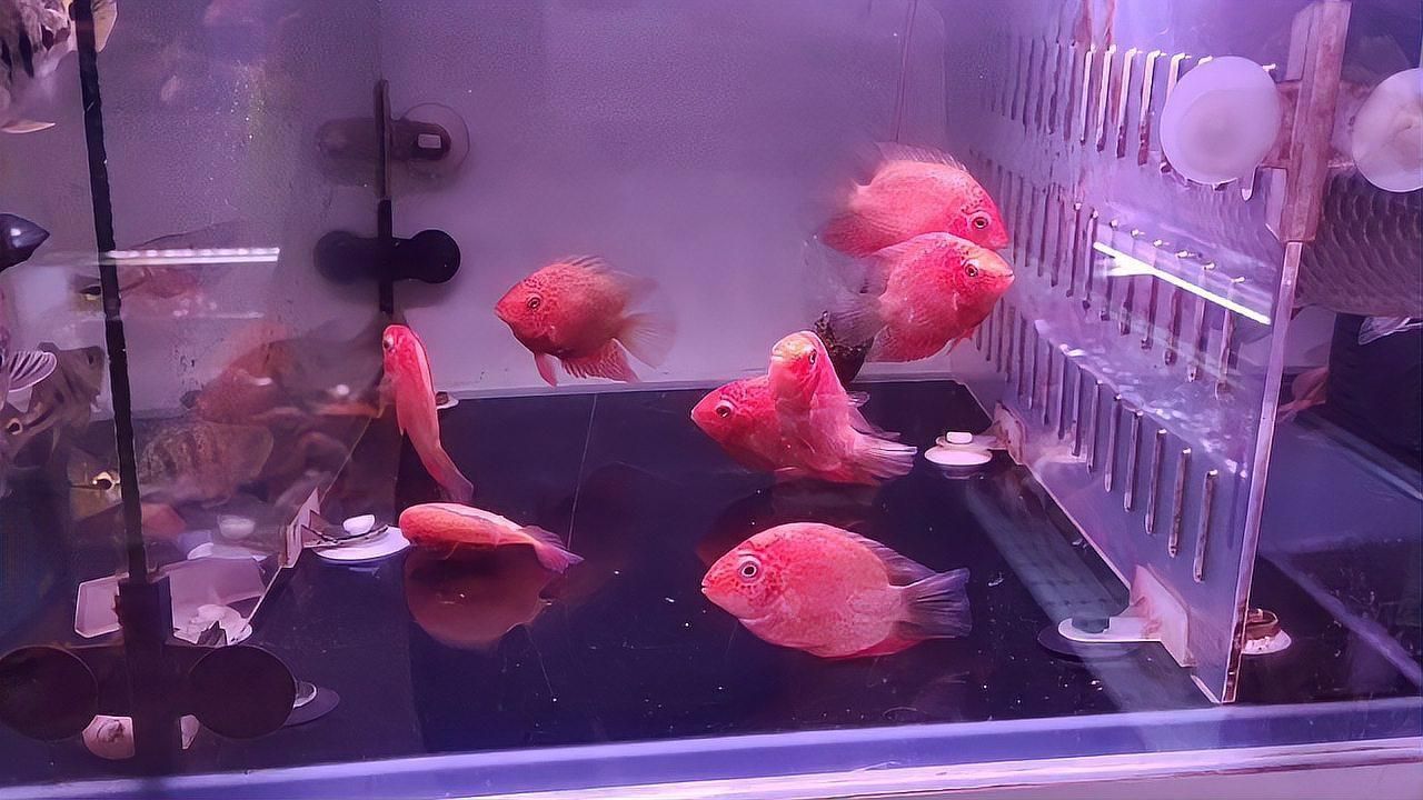金菠蘿魚有幾個品種