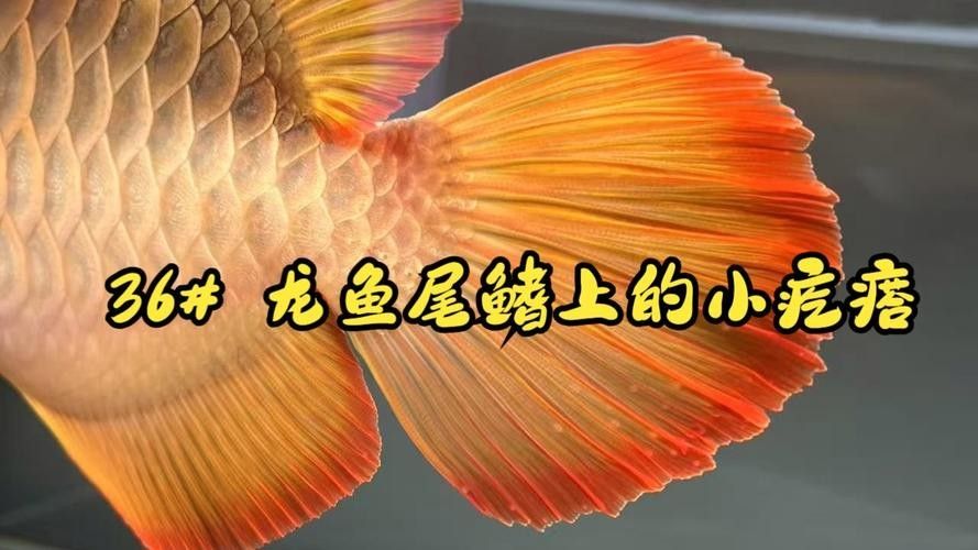 龍魚結(jié)構(gòu)圖
