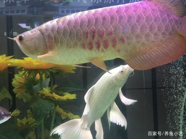 龍魚結(jié)構(gòu)圖