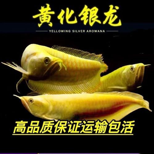 銀龍魚幼苗圖片大全大圖