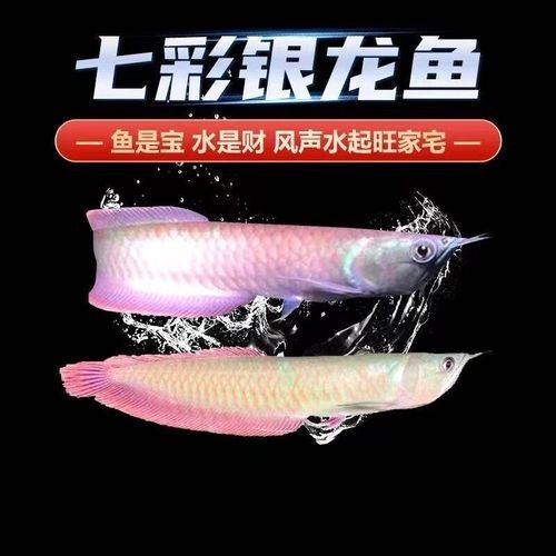 銀龍魚幼苗圖片大全大圖