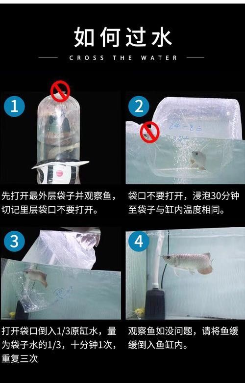 銀龍魚幼苗圖片大全大圖