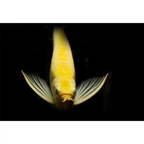 銀龍魚幼苗圖片大全大圖