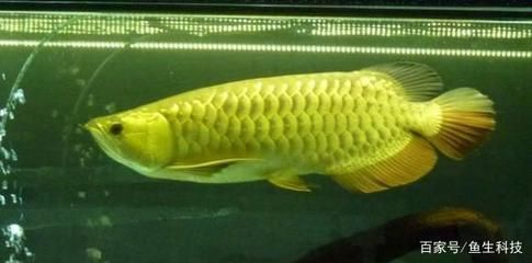 龍魚魚鱗起白色凸起物（龍魚魚鱗上出現白色凸起物可能由多種原因引起）