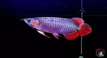 龍魚魚鱗起白色凸起物（龍魚魚鱗上出現(xiàn)白色凸起物可能由多種原因引起）