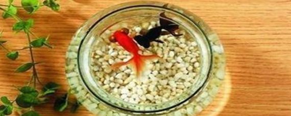 銀龍魚和泰國鯽可以一起養(yǎng)嗎（銀龍魚和泰國鯽混養(yǎng)在一起會怎樣？）