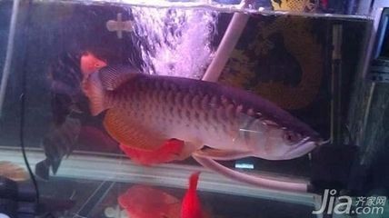 玉石龍魚擺件怎么擺放：玉石龍魚擺件在風(fēng)水學(xué)中被認(rèn)為具有吉祥的意義