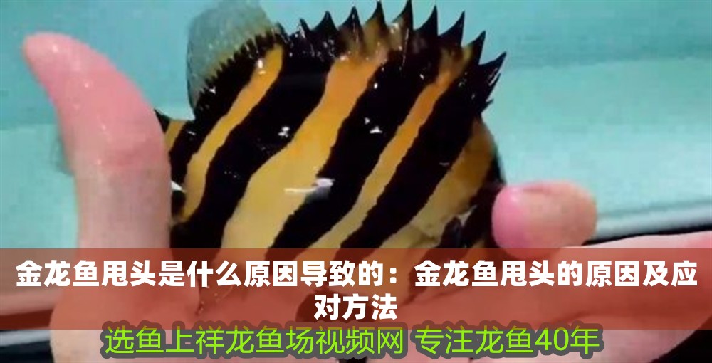 金龍魚甩頭是什么原因導致的：金龍魚甩頭的原因及應對方法