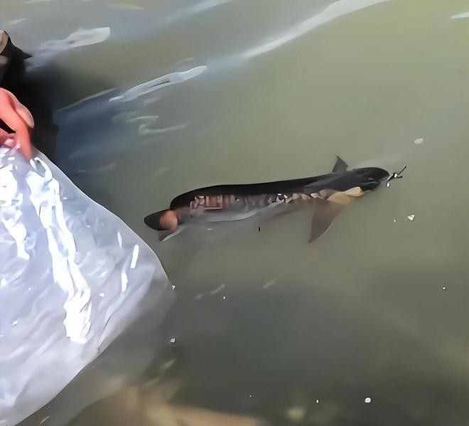 金龍魚能放生嗎有毒嗎