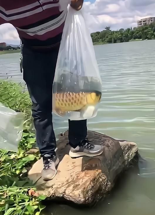 金龍魚能放生嗎有毒嗎