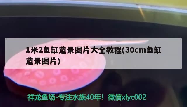 龍魚混養會不會打死魚：龍魚混養魚最佳搭配