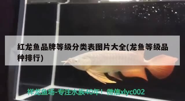 龍魚混養會不會打死魚：龍魚混養魚最佳搭配