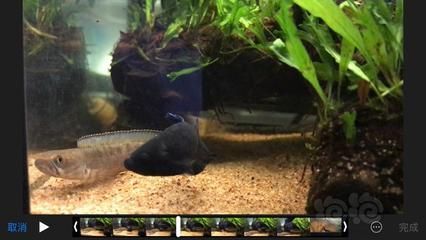 奶茶雷龍魚飼養方法和技巧：奶茶雷龍魚的基本飼養方法和技巧