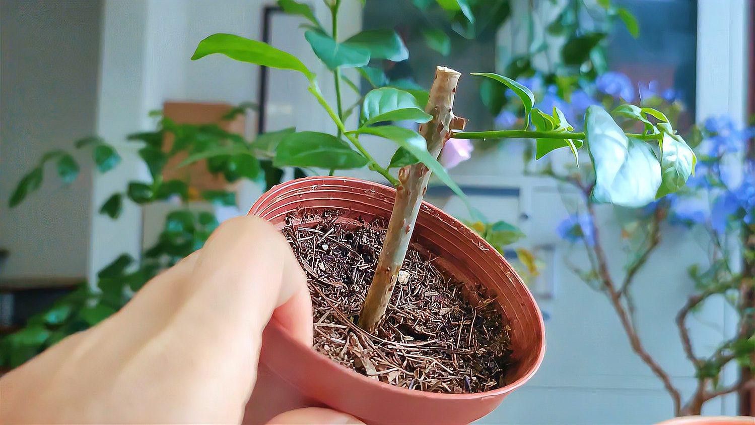 紅龍月季的扦插成活率高嗎？