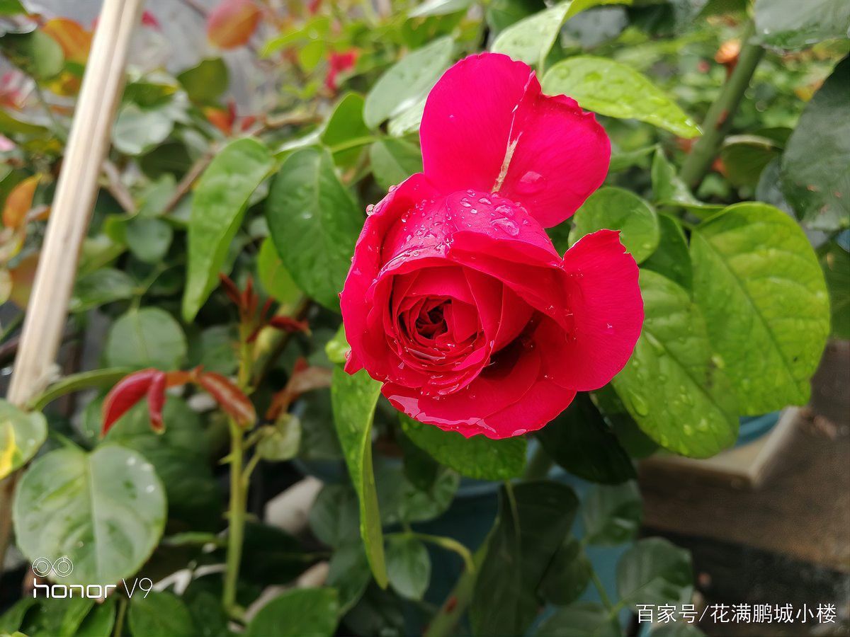 紅龍月季的扦插成活率高嗎？