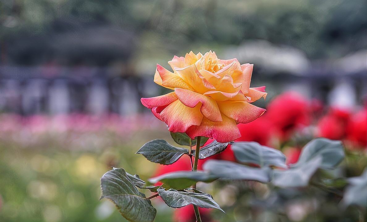 紅龍月季的扦插成活率高嗎？