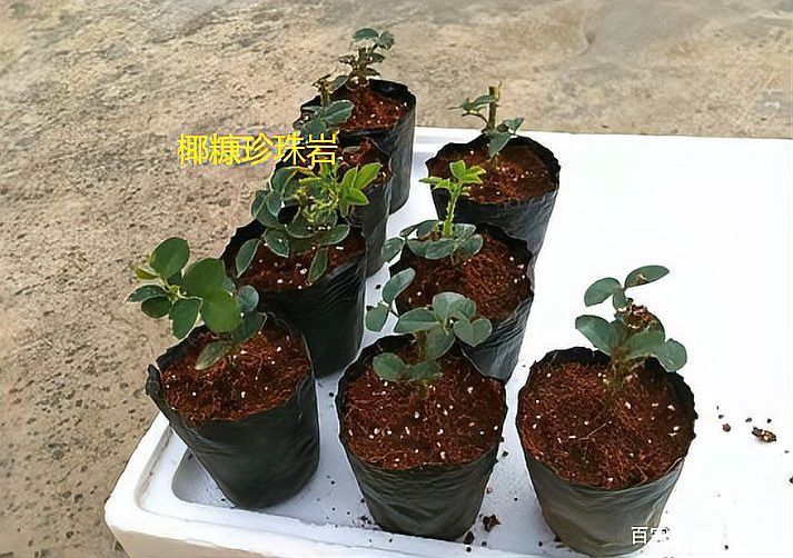 紅龍月季的扦插成活率高嗎？