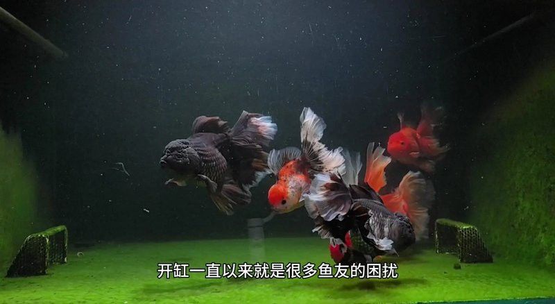血紅龍多久適應(yīng)新水質(zhì)？