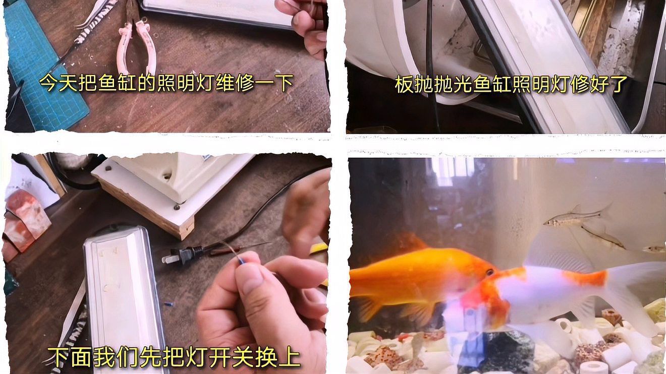 馬印魚缸燈開關燒了怎么辦 龍魚百科 第2張 馬印魚缸燈開關燒了怎么辦 馬印魚缸燈開關燒了怎么辦 龍魚百科 第2張