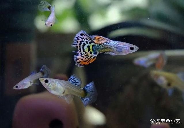 鸚鵡魚和龍魚哪個好養些