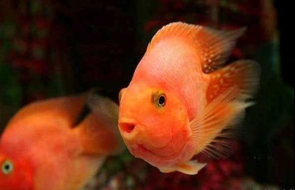鸚鵡魚和龍魚哪個好養些