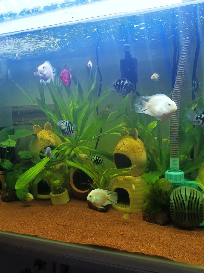 鸚鵡魚和龍魚哪個好養些