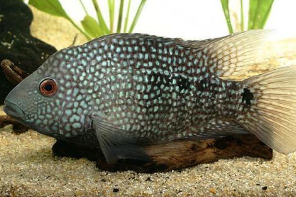 德州豹能和龍魚混養嗎：德州豹和龍魚一起養會怎么樣