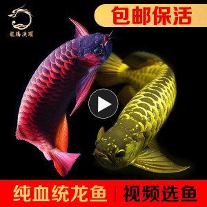 金龍魚苗視頻欣賞：金龍魚養(yǎng)殖技術(shù)金龍魚養(yǎng)殖技術(shù)金龍魚市場(chǎng)價(jià)值1.