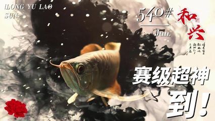 龍魚老孫的可信度分析（龍魚老孫在社交媒體平臺上擁有一定權威和專業知識）