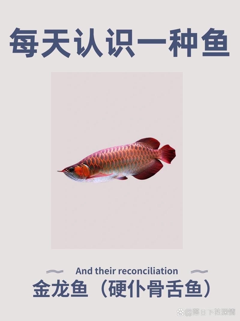 金龍魚膽小一點都不猛