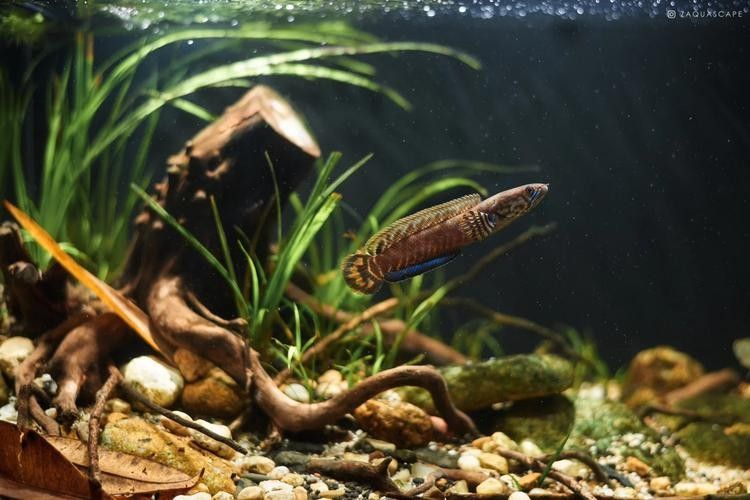 雷龍魚缸造景圖片大全大圖