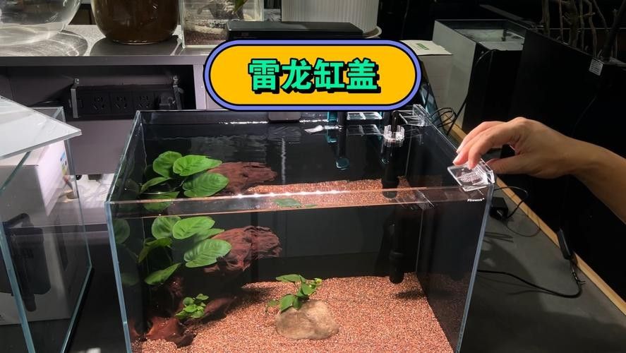 雷龍魚缸造景圖片大全大圖