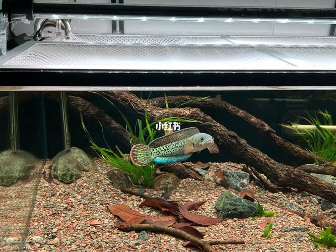 雷龍魚缸造景圖片大全大圖