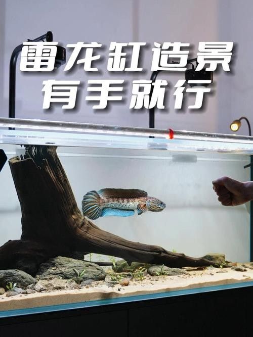雷龍魚缸造景圖片大全大圖