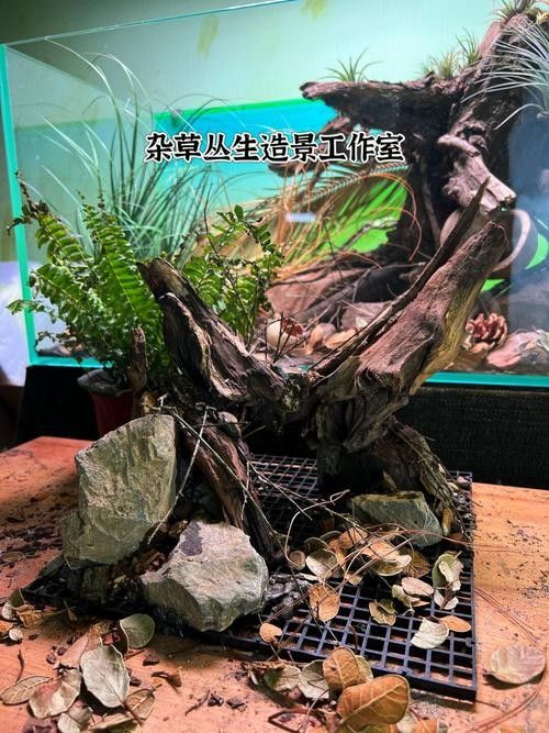 雷龍魚缸造景圖片大全大圖