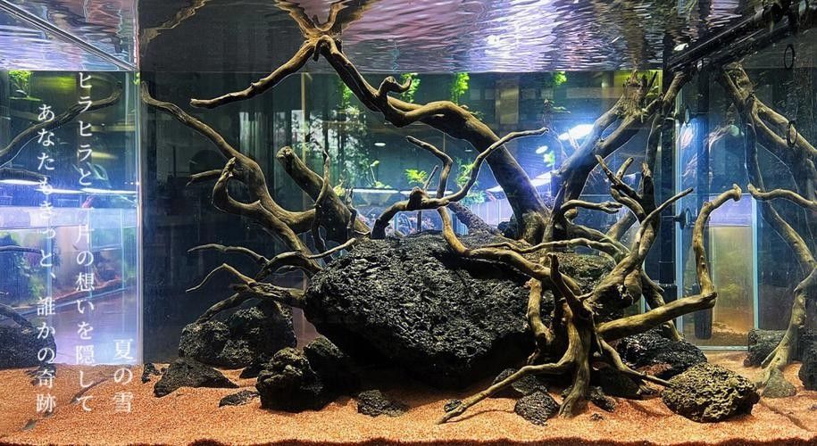 雷龍魚缸造景圖片大全大圖