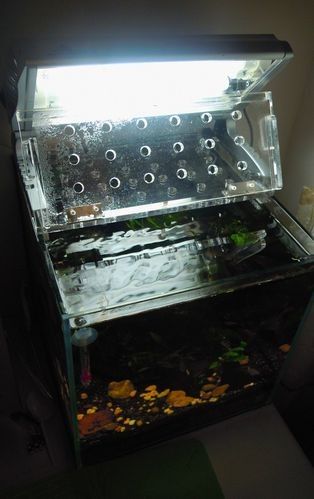 雷龍魚缸造景圖片大全大圖