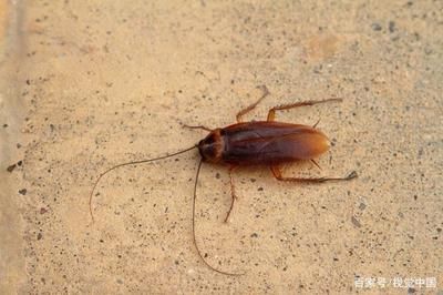 蟑螂能喂龍魚嗎：蟑螂可以喂龍魚嗎，蟑螂能喂龍魚嗎，需要注意什么