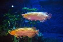 如何預防紅龍魚炸鱗的發生？