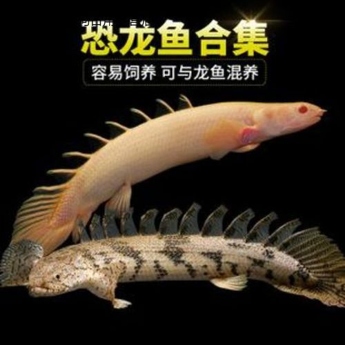 虎紋恐龍魚多少錢一只啊圖片