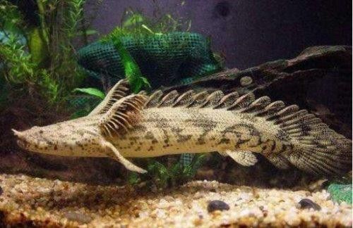 虎紋恐龍魚多少錢一只啊圖片