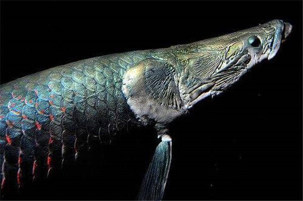 古龍魚圖片大全高清大圖