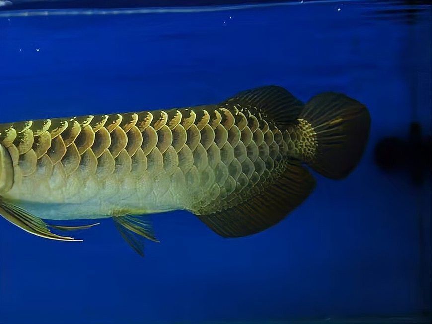 金龍魚粗框好還是細框好
