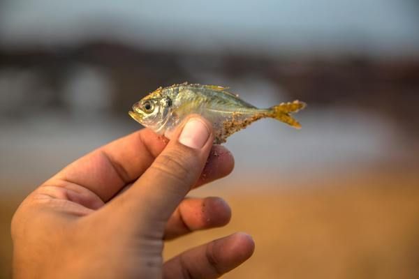 銀龍魚低溫環境適應性：銀龍魚在低溫環境下的適應性