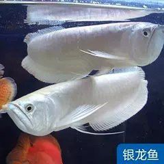 淘寶哪家龍魚比較好