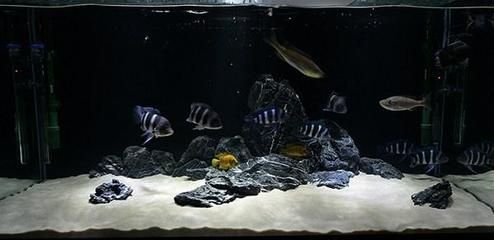 馬鯛和龍魚混養：馬鯛魚可以和龍魚混養嗎？