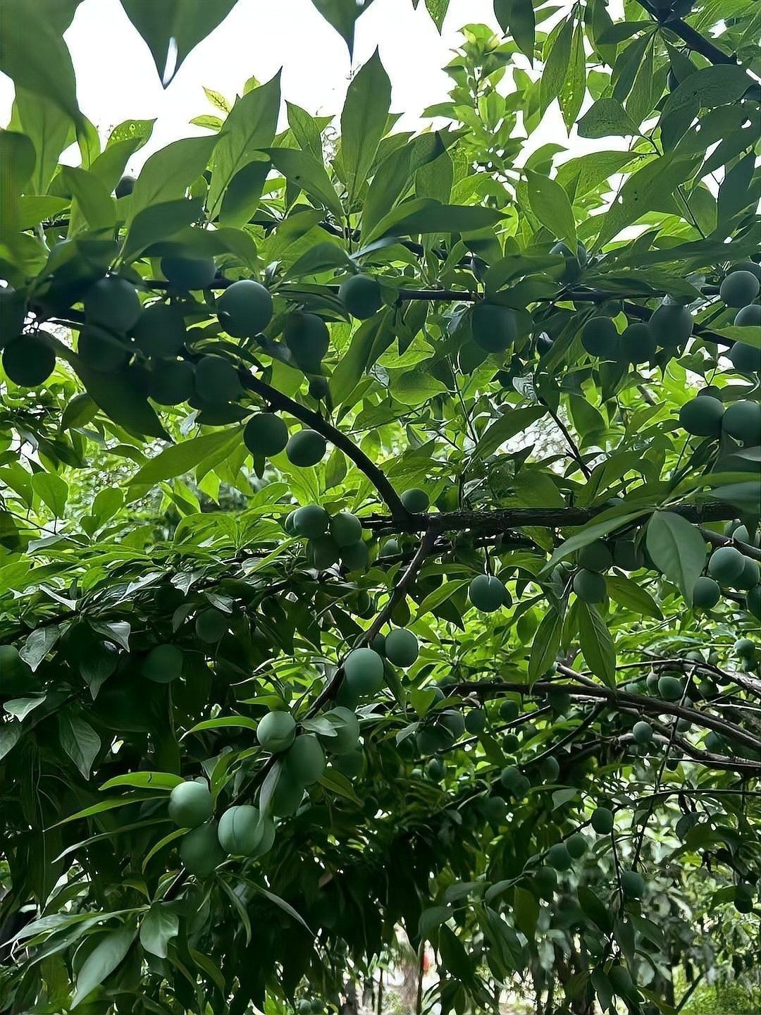 高清龍圖片的版權問題